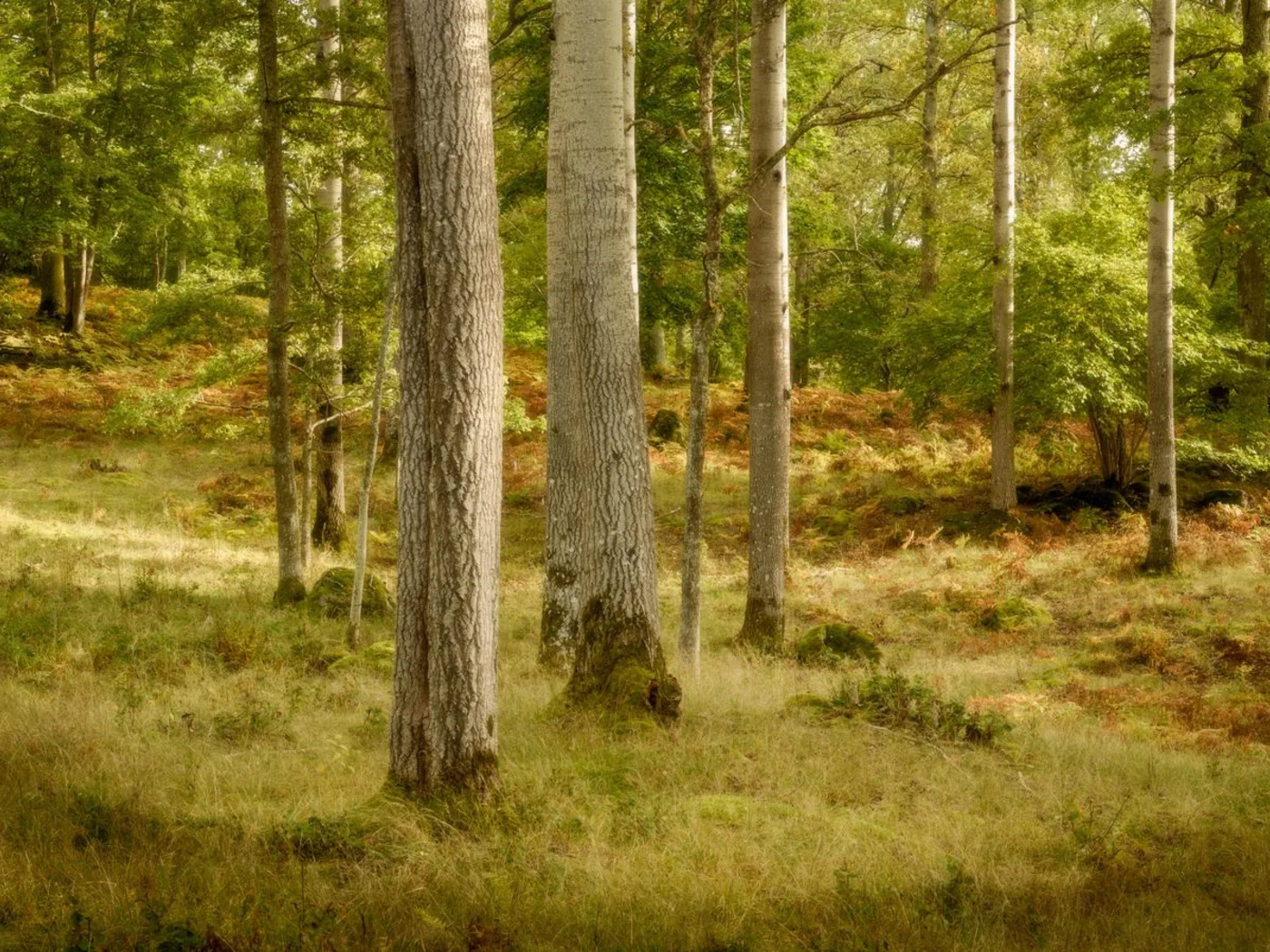 Nordischer Birkenwald